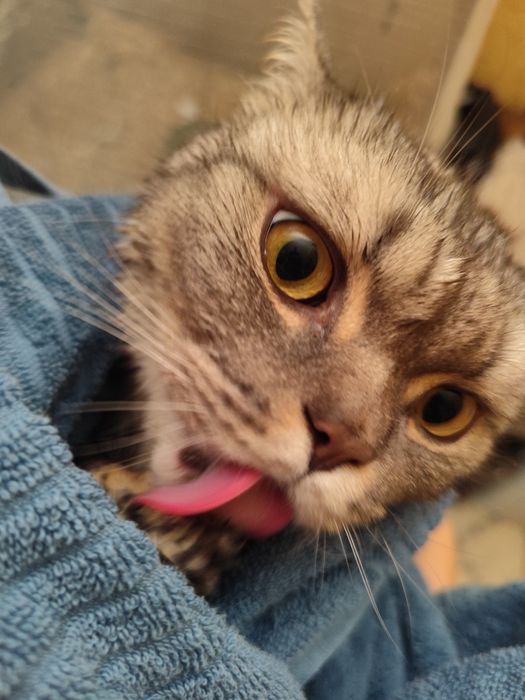 Кот шотландец 2 года