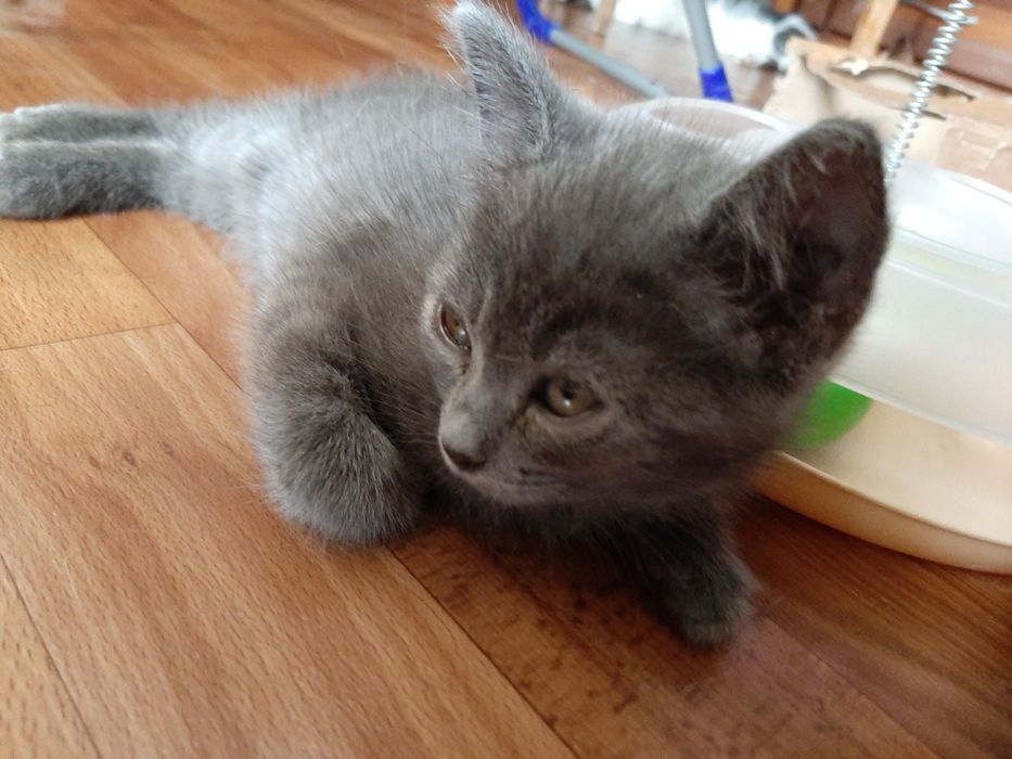 Котята в добрые и ответственные руки