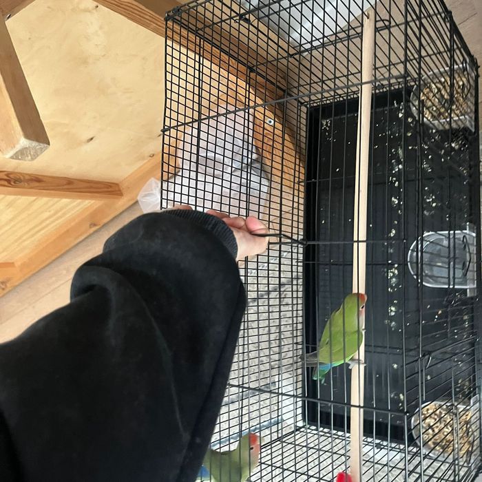 Неразлучник пара