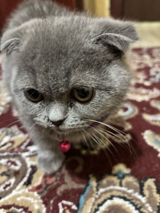 Продается кошка очень милая в латок ходит порода скотиш фолд