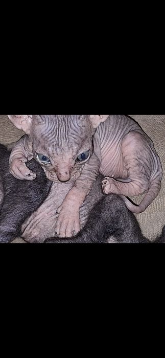 Котёнок сфинкса 3 месяца