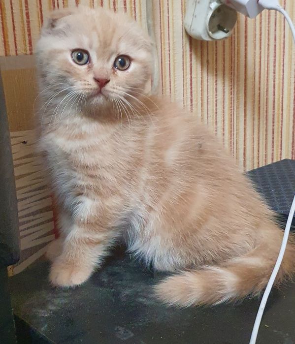 Скотиш фолд девочка