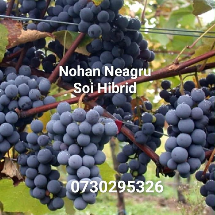 Vând Butași viță de vie Altoita și Hibrida direct de la PRODUCĂTOR