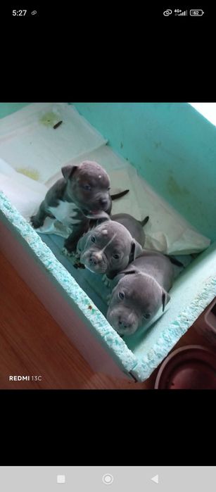 Продавам американско були