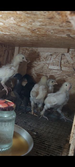 Продаются цыплята