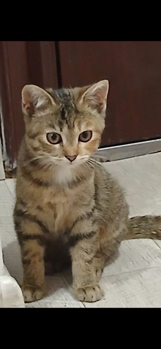 Бесплатно кошечка!