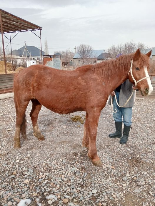 Сауын бие сатылады .