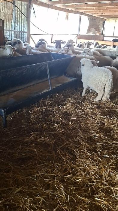 De vanzare oi cu miei !