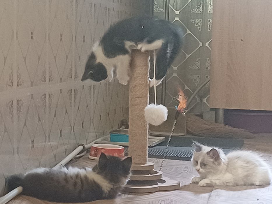 Котёнок ищет хозяина