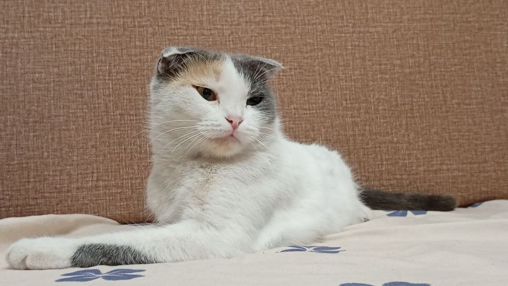 Отдам веслоухую кошку!Срочно!