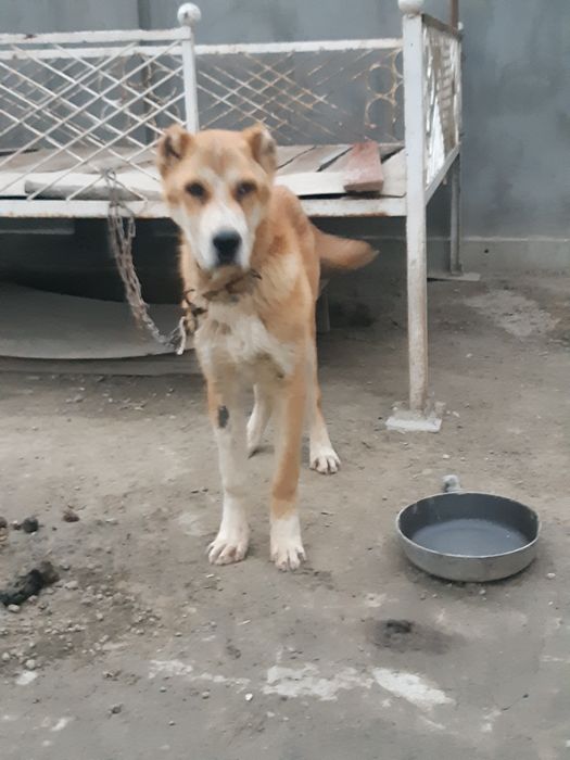 Alabay porodistaya sobaka