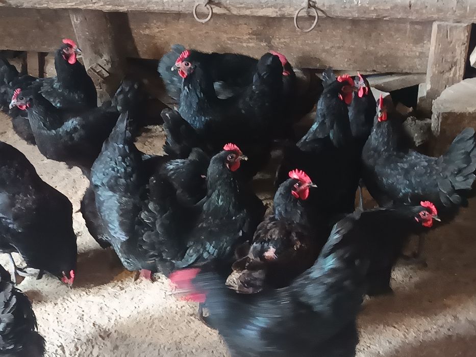 Vând oua de găină astrolop negru