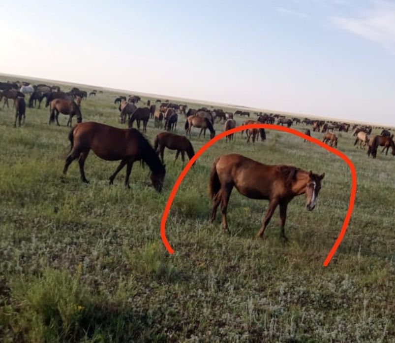 Кобыла пять лет и тай девочка