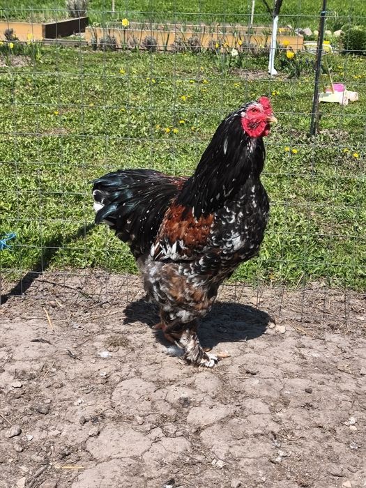 Cocosi Brahma de vanzare