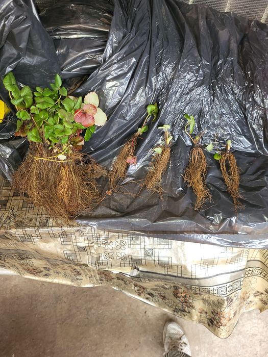 Stoloni capsuni Albion,soiuri anuale,zmeura remontanta