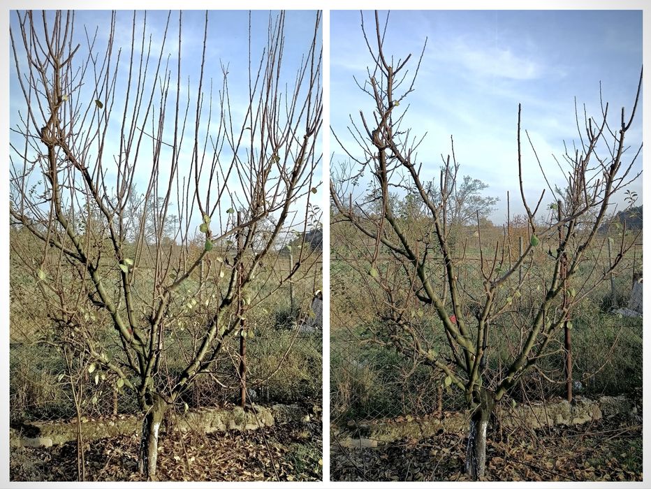 Curățare, plantare pomi fructiferi, copaci, zmeuri, muri, viță de vie