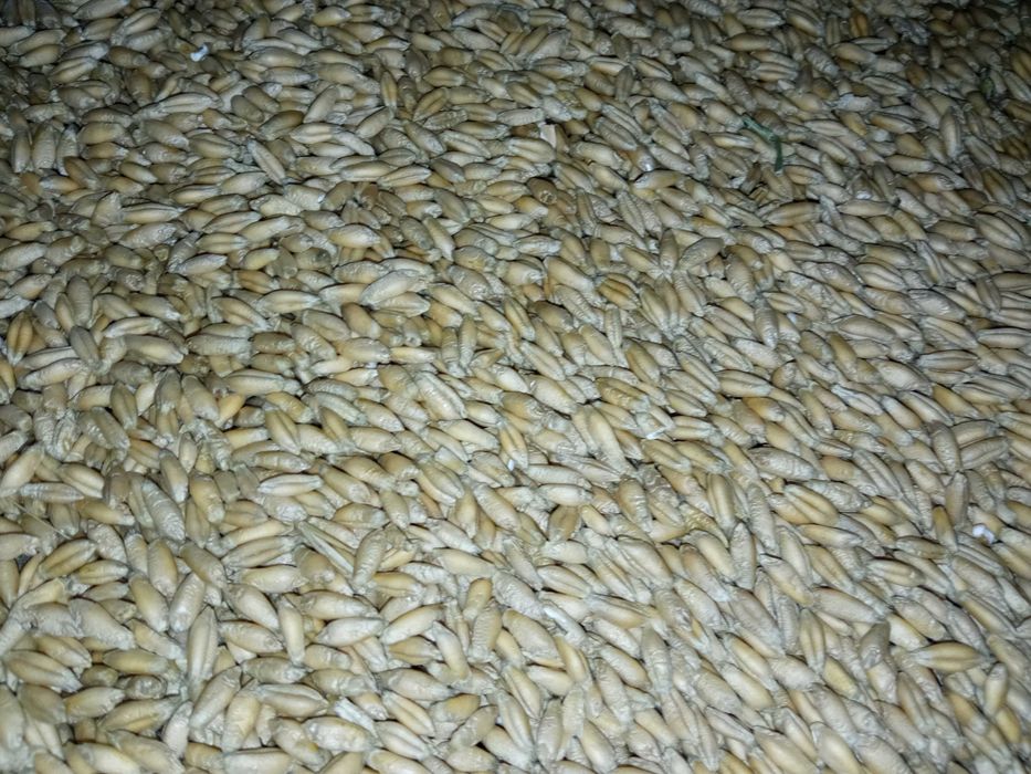 Vând grau și triticale