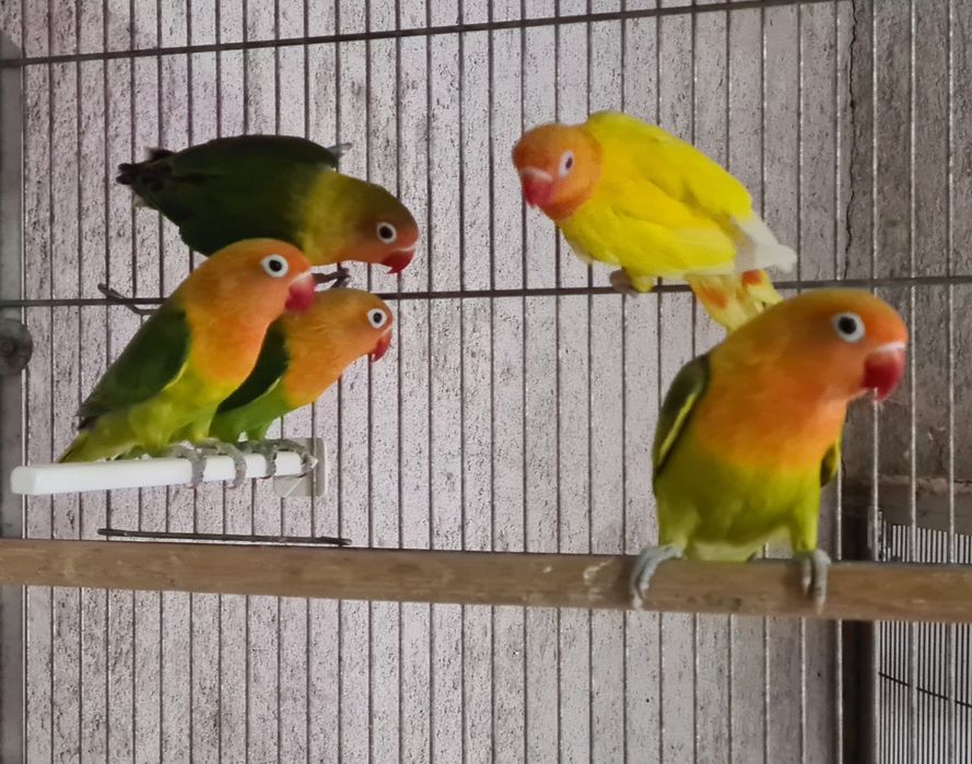 Vand papagali pitici -  Agapornis Fischeri!