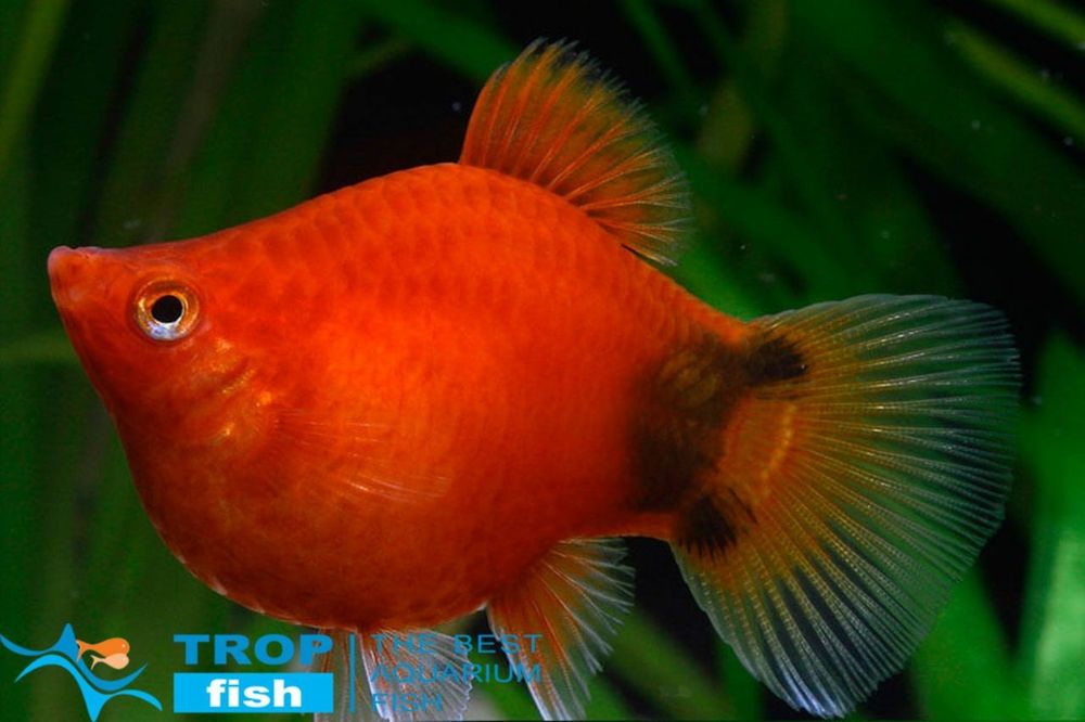 Baliqlar juda ko'p medniy asartimentlari bor  manzil uch tepa tumanida