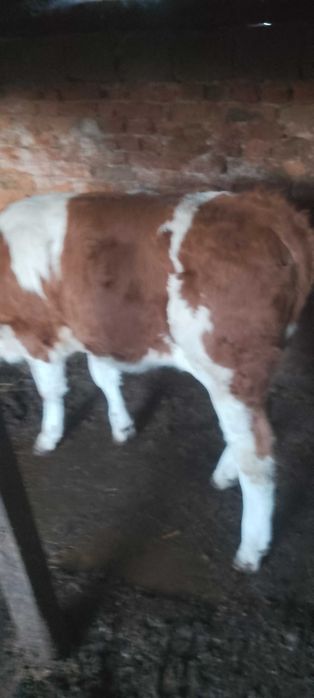 Vând vițea bălțată românească