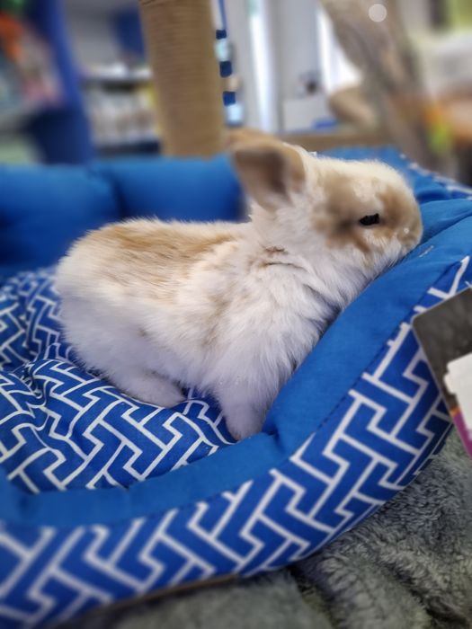 Кролик декоративный