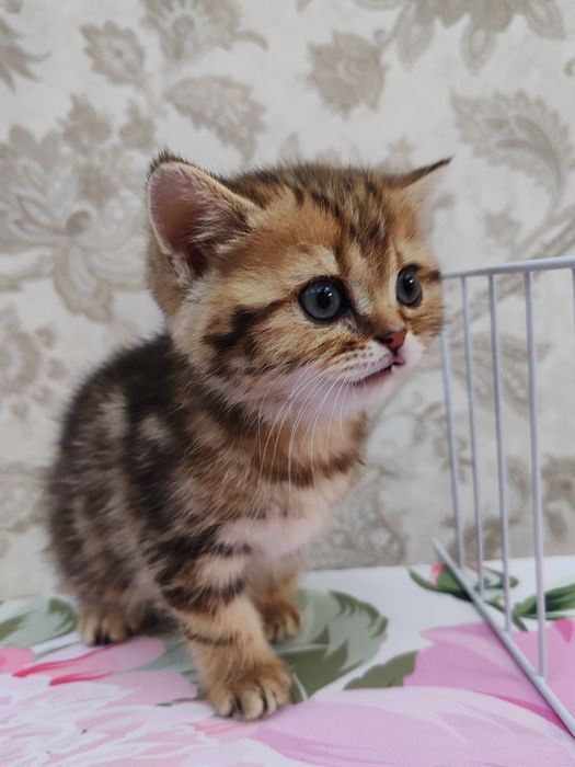 Продаются котята 150 $