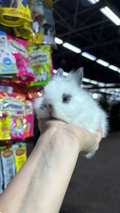 Кролики декоративные