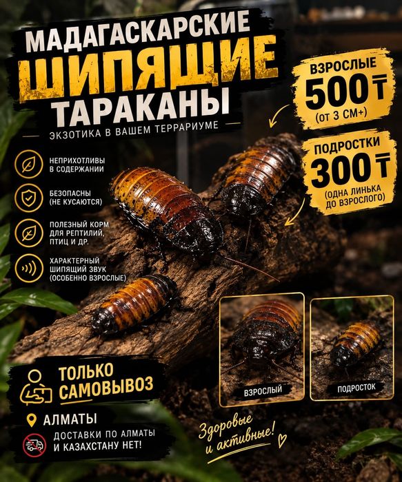 Мадагаскарские тараканы