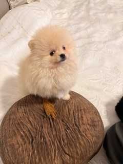 Pomeranian superb cu pedigree!