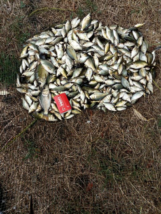 Puiet Crap Salbatic Vara  a  1  a. 2026 10 000 bucăți