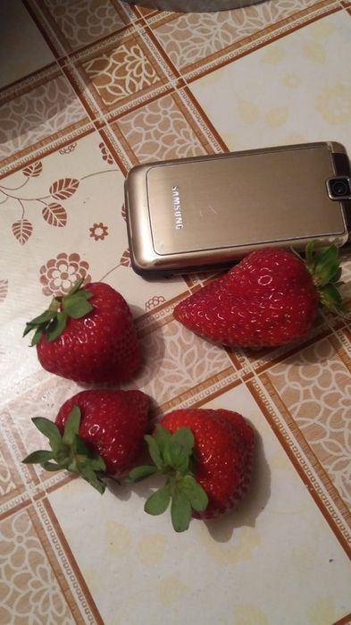 Рассада клубники сортовая