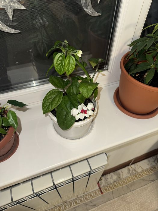 Продам Клеродендрум томсона
