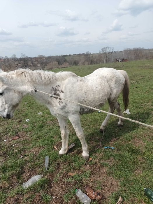 De vanzare  iapa cuminte, citeste anuntul