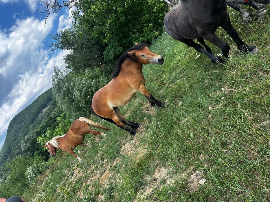 Mânze de vânzare