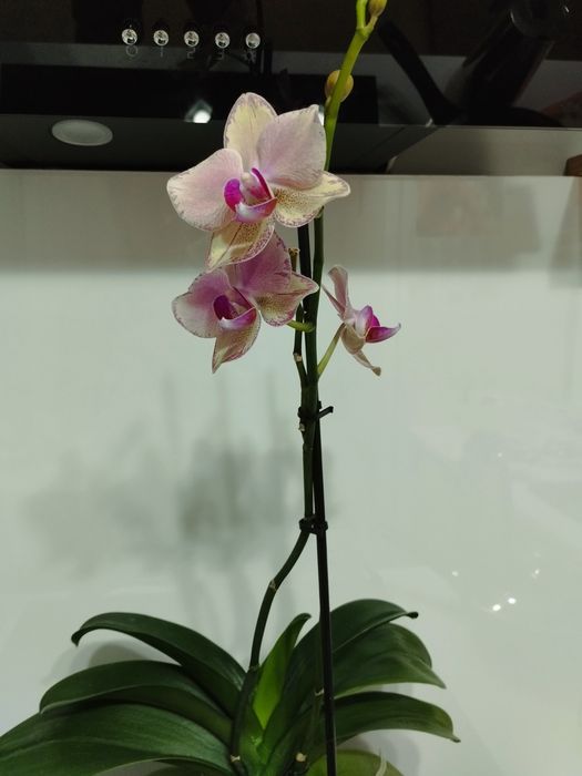 Продам цветущую орхидею