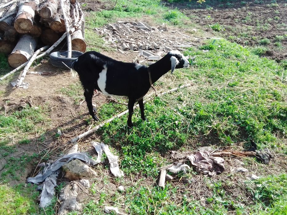 Зотдор эчки сотилади