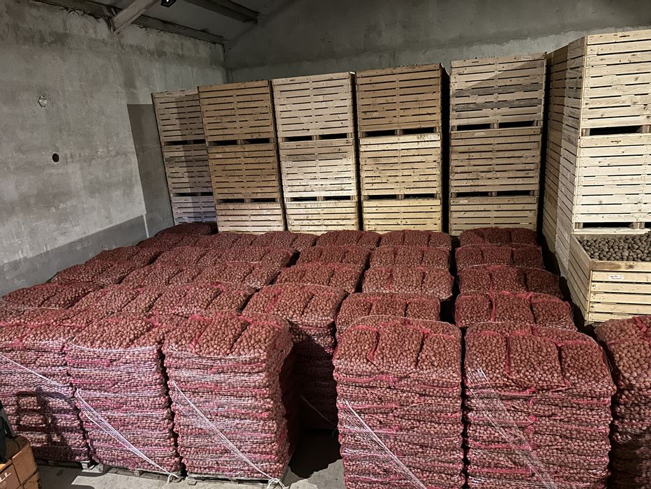 Cartofi de sămânța Bellarosa