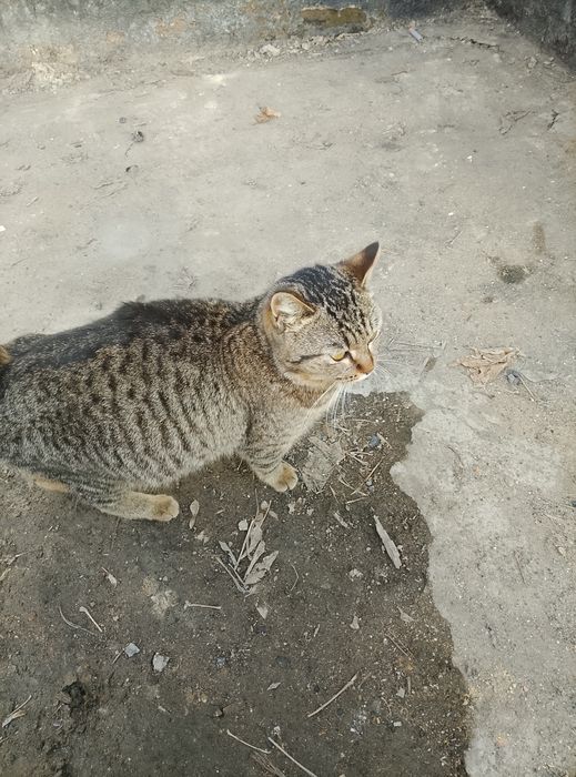 Молодая кошка в добрые руки