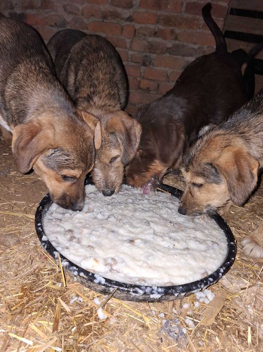 Подарявам кучета