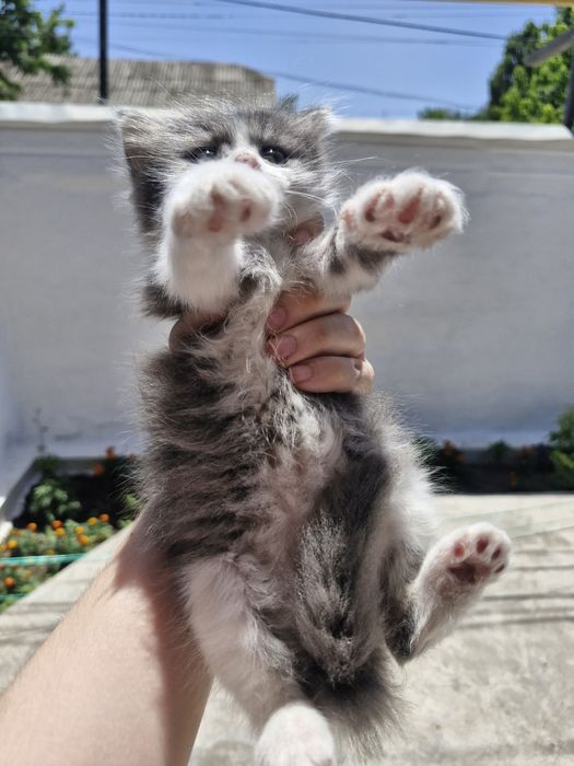 Котята , 1 месяц