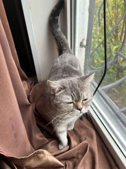 Британская кошечка