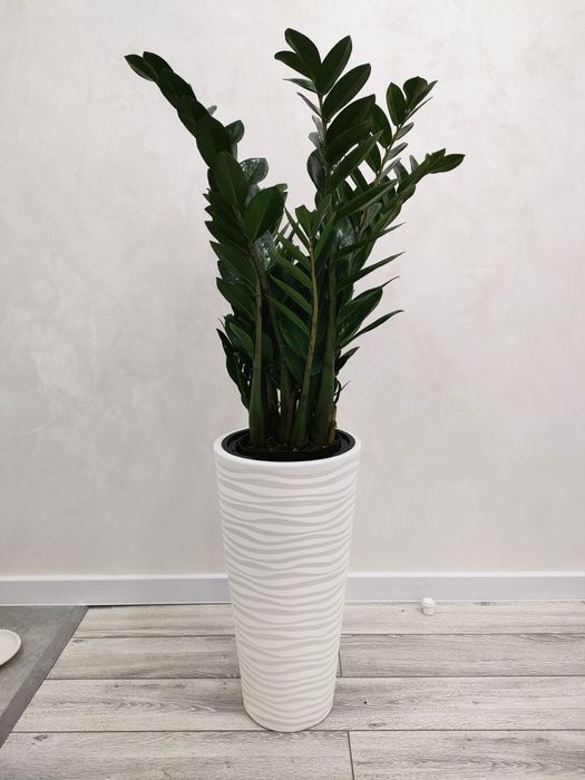 Цветы комнатные. Доставка