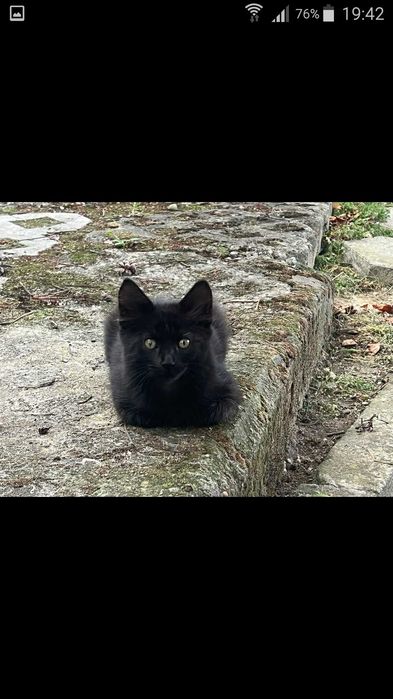 Красиви котенца си търсят дом