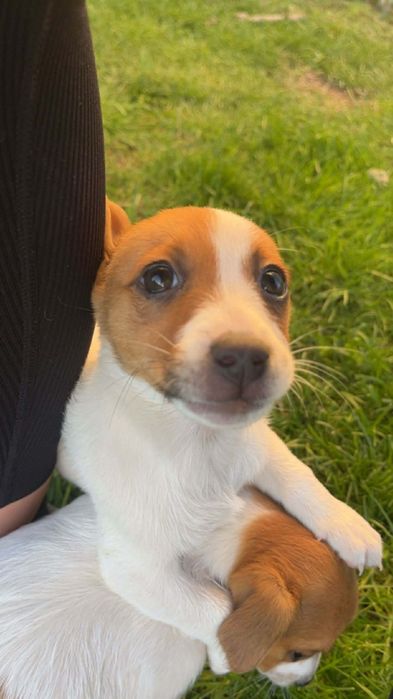 Джакче момиченце!