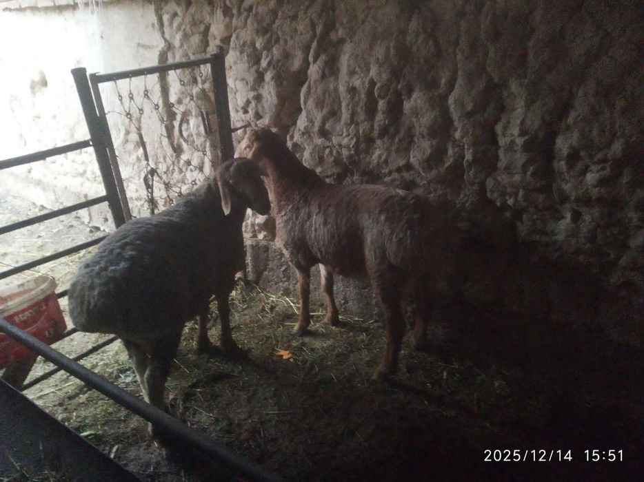 Ikkta qochqor sotiladi