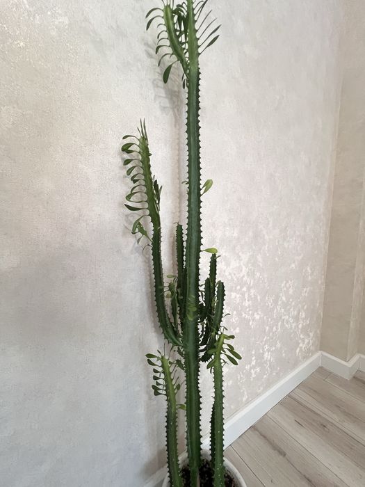 Цветок Молочай 120 см