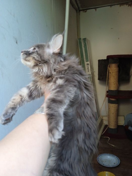 Котята мейнкун продаю