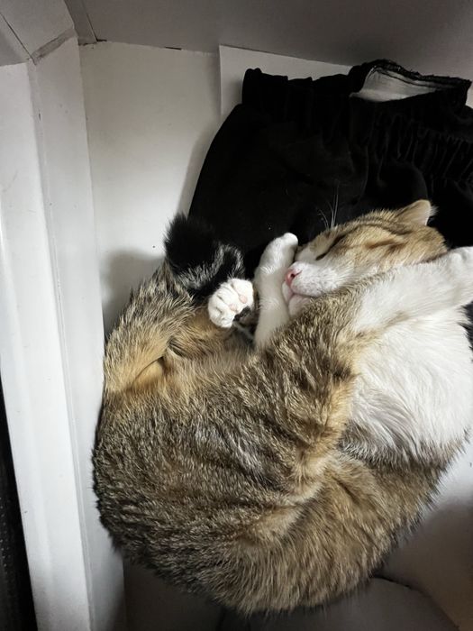 Отдам кота в добрые руки