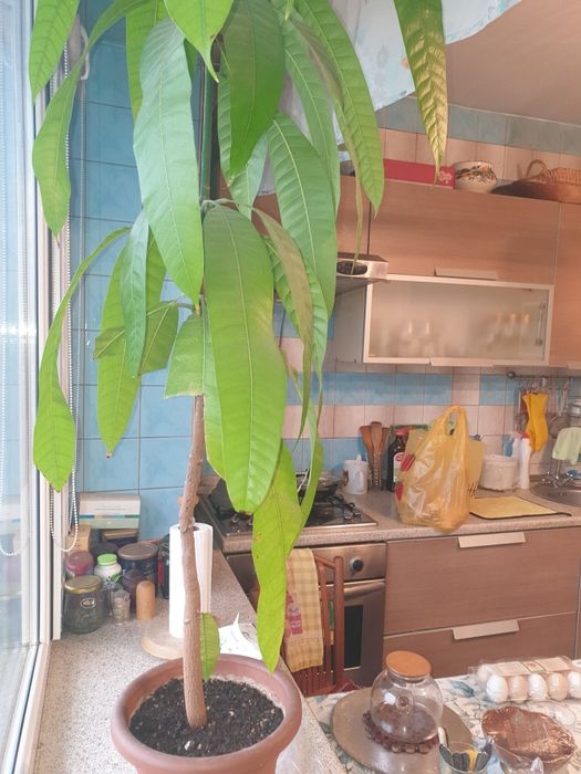 Саженец Манго, выраженный в домашних условиях