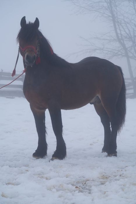 Vând mânz de 1 an si 7 luni